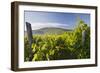 Croatia, Kvarner Gulf, Krk (Island), Vines, Vines, Wine-Growing, Vines-Rainer Mirau-Framed Photographic Print