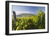 Croatia, Kvarner Gulf, Krk (Island), Vines, Vines, Wine-Growing, Vines-Rainer Mirau-Framed Photographic Print