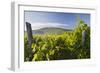 Croatia, Kvarner Gulf, Krk (Island), Vines, Vines, Wine-Growing, Vines-Rainer Mirau-Framed Photographic Print