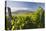 Croatia, Kvarner Gulf, Krk (Island), Vines, Vines, Wine-Growing, Vines-Rainer Mirau-Stretched Canvas