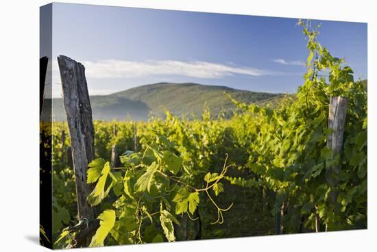 Croatia, Kvarner Gulf, Krk (Island), Vines, Vines, Wine-Growing, Vines-Rainer Mirau-Stretched Canvas