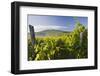 Croatia, Kvarner Gulf, Krk (Island), Vines, Vines, Wine-Growing, Vines-Rainer Mirau-Framed Photographic Print