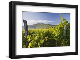 Croatia, Kvarner Gulf, Krk (Island), Vines, Vines, Wine-Growing, Vines-Rainer Mirau-Framed Photographic Print