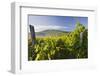 Croatia, Kvarner Gulf, Krk (Island), Vines, Vines, Wine-Growing, Vines-Rainer Mirau-Framed Photographic Print