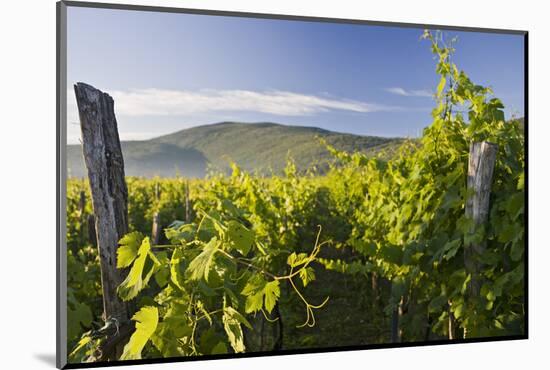 Croatia, Kvarner Gulf, Krk (Island), Vines, Vines, Wine-Growing, Vines-Rainer Mirau-Mounted Photographic Print