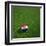 Croatian Soccerball Lying on Grass-zentilia-Framed Art Print