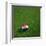 Croatian Soccerball Lying on Grass-zentilia-Framed Art Print