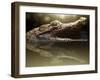 Croc-Fahmi Bhs-Framed Premium Photographic Print