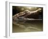 Croc-Fahmi Bhs-Framed Premium Photographic Print