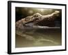 Croc-Fahmi Bhs-Framed Photographic Print