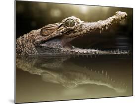 Croc-Fahmi Bhs-Mounted Photographic Print