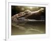 Croc-Fahmi Bhs-Framed Photographic Print