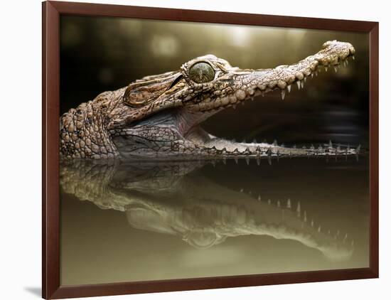 Croc-Fahmi Bhs-Framed Photographic Print