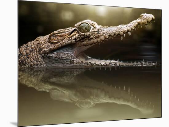 Croc-Fahmi Bhs-Mounted Photographic Print