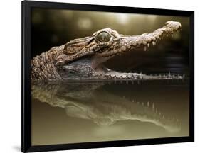 Croc-Fahmi Bhs-Framed Photographic Print