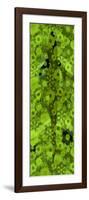 Croc-Teofilo Olivieri-Framed Giclee Print