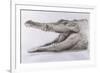 Crocodile, 2005-Lincoln Seligman-Framed Giclee Print