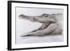 Crocodile, 2005-Lincoln Seligman-Framed Giclee Print