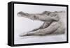 Crocodile, 2005-Lincoln Seligman-Framed Stretched Canvas