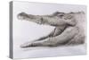 Crocodile, 2005-Lincoln Seligman-Stretched Canvas
