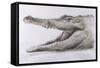 Crocodile, 2005-Lincoln Seligman-Framed Stretched Canvas