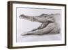 Crocodile, 2005-Lincoln Seligman-Framed Giclee Print