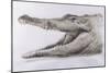 Crocodile, 2005-Lincoln Seligman-Mounted Giclee Print