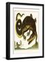 Crocodile and Lizard-Albertus Seba-Framed Art Print