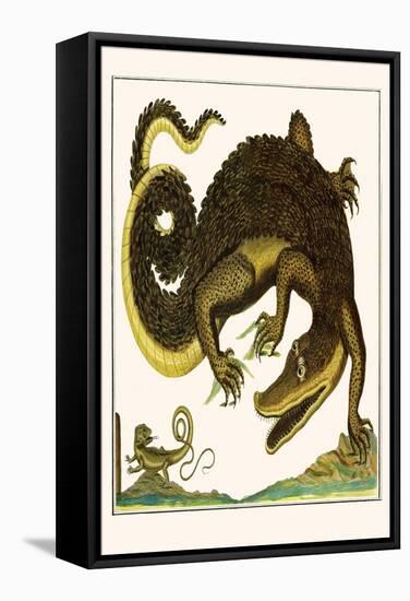 Crocodile and Lizard-Albertus Seba-Framed Stretched Canvas