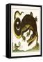 Crocodile and Lizard-Albertus Seba-Framed Stretched Canvas