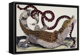 Crocodile and Snake-Maria Sibylla Merian-Framed Stretched Canvas