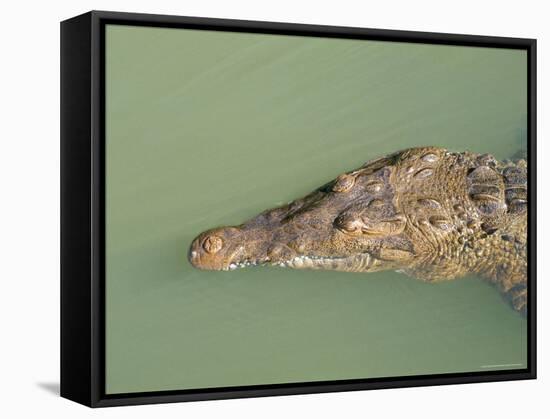 Crocodile, Black River, St. Elizabeth, Jamaica, West Indies, Central America-Sergio Pitamitz-Framed Stretched Canvas