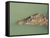 Crocodile, Black River, St. Elizabeth, Jamaica, West Indies, Central America-Sergio Pitamitz-Framed Stretched Canvas