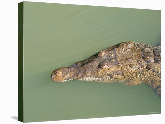Crocodile, Black River, St. Elizabeth, Jamaica, West Indies, Central America-Sergio Pitamitz-Stretched Canvas