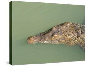 Crocodile, Black River, St. Elizabeth, Jamaica, West Indies, Central America-Sergio Pitamitz-Stretched Canvas