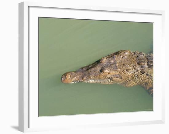 Crocodile, Black River, St. Elizabeth, Jamaica, West Indies, Central America-Sergio Pitamitz-Framed Photographic Print