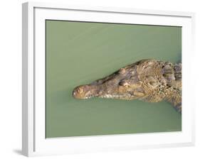 Crocodile, Black River, St. Elizabeth, Jamaica, West Indies, Central America-Sergio Pitamitz-Framed Photographic Print