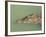 Crocodile, Black River, St. Elizabeth, Jamaica, West Indies, Central America-Sergio Pitamitz-Framed Photographic Print