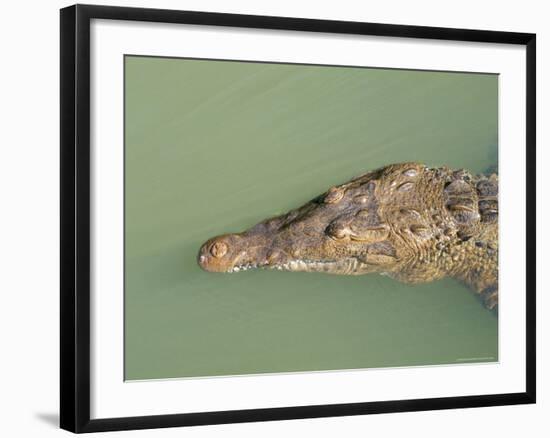 Crocodile, Black River, St. Elizabeth, Jamaica, West Indies, Central America-Sergio Pitamitz-Framed Photographic Print