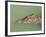 Crocodile, Black River, St. Elizabeth, Jamaica, West Indies, Central America-Sergio Pitamitz-Framed Photographic Print