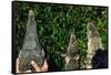 Crocodile, Caiman and Alligator Head Comparison-W. Perry Conway-Framed Stretched Canvas