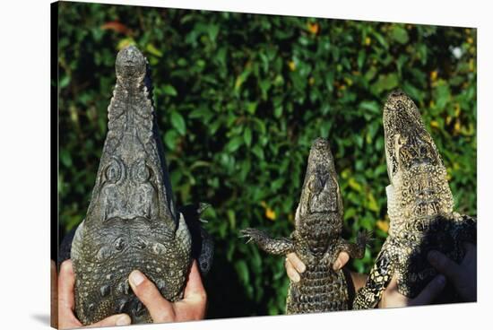 Crocodile, Caiman and Alligator Head Comparison-W. Perry Conway-Stretched Canvas