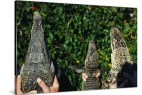 Crocodile, Caiman and Alligator Head Comparison-W. Perry Conway-Stretched Canvas