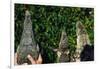 Crocodile, Caiman and Alligator Head Comparison-W. Perry Conway-Framed Photographic Print