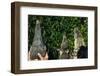 Crocodile, Caiman and Alligator Head Comparison-W. Perry Conway-Framed Photographic Print