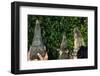 Crocodile, Caiman and Alligator Head Comparison-W. Perry Conway-Framed Photographic Print