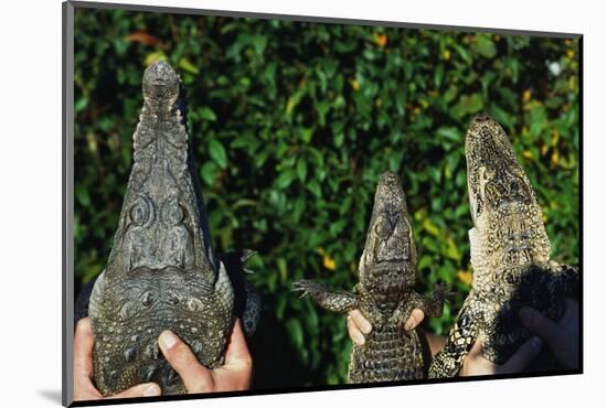 Crocodile, Caiman and Alligator Head Comparison-W. Perry Conway-Mounted Photographic Print