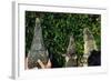 Crocodile, Caiman and Alligator Head Comparison-W. Perry Conway-Framed Photographic Print