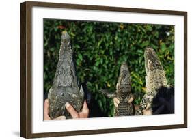 Crocodile, Caiman and Alligator Head Comparison-W. Perry Conway-Framed Photographic Print