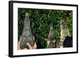 Crocodile, Caiman and Alligator Head Comparison-W. Perry Conway-Framed Photographic Print